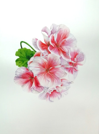 Painting акварелью Pelargonium