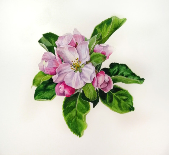 Painting акварелью Apple tree in bloom