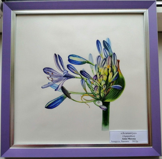 Painting акварелью Agapanthus