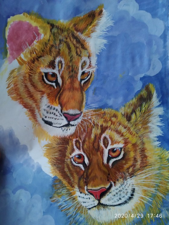 Painting акварелью Тигры