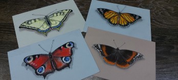 Картина пастелью Коллекция бабочек