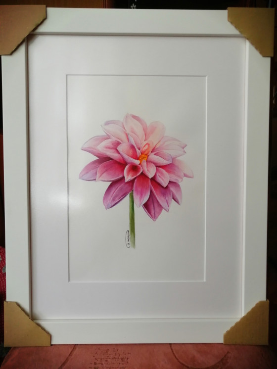 Картина акварелью Жоржина